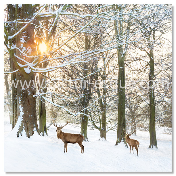 Deer in the Snow at Sunset Christmas Card