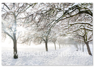 Harrogate Stray in the Snow Christmas Card