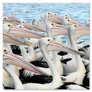 Pelicans blank greetings card by Charlotte Gale Photography