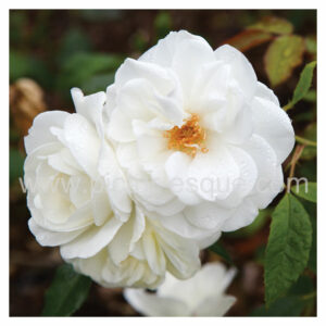 Yorkshire white rose blank greetings card by Charlotte Gale