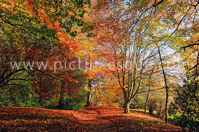 Knaresborough Autumn Leaves photo on canvas and Knaresborough Viaduct at Sunset framed photo