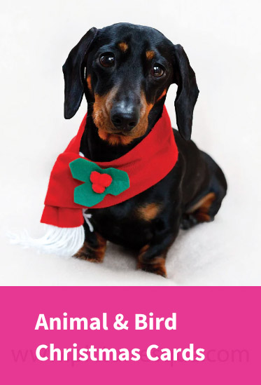 Animal and bird Christmas cards by Charlotte Gale