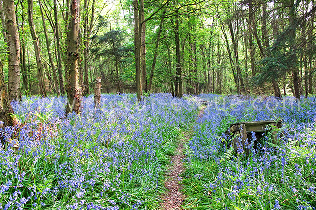 Bluebells Pateley Bridge photo on canvas and Bluebells Pateley Bridge framed photo