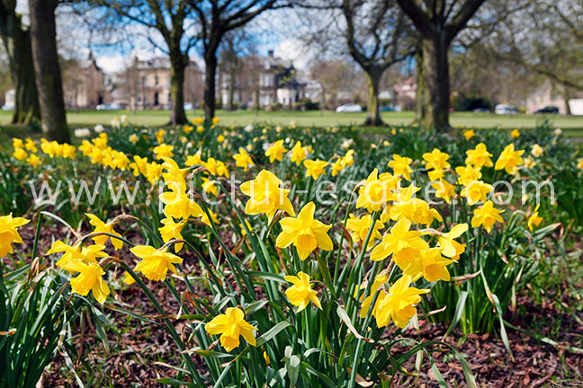 Harrogate Stray Daffodils photo on canvas and Stray Daffodils framed photo