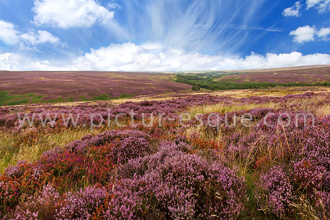 North York Moors Heather Whitby photo on canvas and North York Moors Whitby framed photo