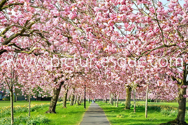 Harrogate Stray Blossom photo on canvas and Harrogate Stray Blossom photo