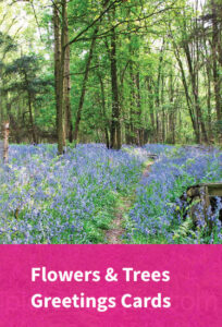 Flowers and Trees blank greetings cards by Charlotte Gale